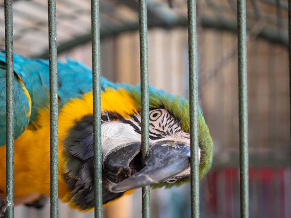 Common parrot biting the bars of a cage