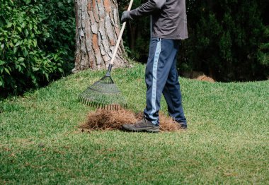 Çam çöpünü tırmıkla toplayan bir bahçıvan figürü.