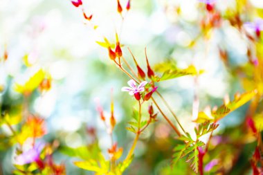 Herb robert - Sardunya robertianum bahar bahçede çiçek açması. Çiçek bokeh. Seçici odak.