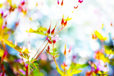 Herb robert - Sardunya robertianum bahar bahçede çiçek açması. Çiçek bokeh. Seçici odak.