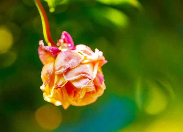 Umírající Květina Nebo Uschlé Růžové Růže Zeleném Pozadí Samostatný Stárnutí — Stock fotografie