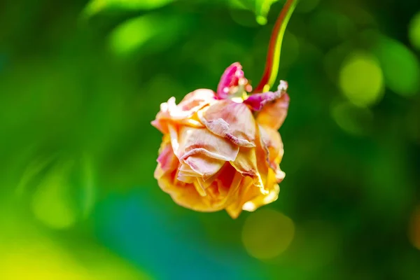 Une Fleur Mourante Une Rose Flétrie Isolée Sur Fond Vert — Photo