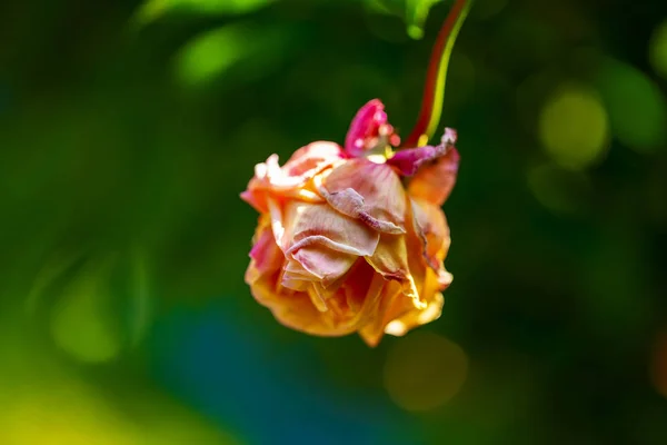 Umírající Květina Nebo Uschlé Růžové Růže Zeleném Pozadí Samostatný Stárnutí — Stock fotografie