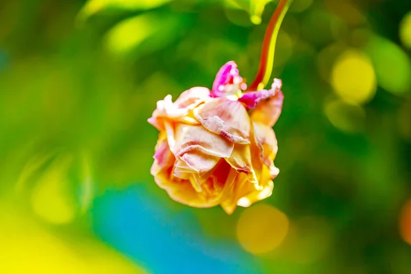 Une Fleur Mourante Une Rose Flétrie Isolée Sur Fond Vert — Photo