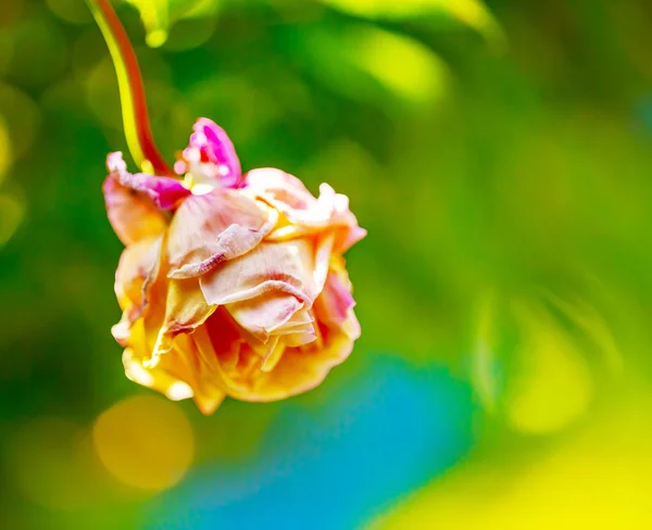 Une Fleur Mourante Une Rose Flétrie Isolée Sur Fond Vert — Photo