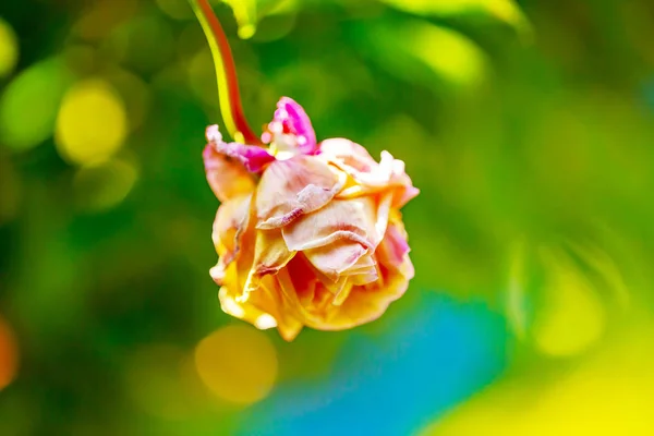 Une Fleur Mourante Une Rose Flétrie Isolée Sur Fond Vert — Photo