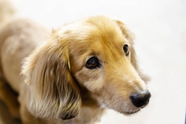 Carpet.dog üzerinde el yazısı dachshund kadar seriously.close dik dik bakıyor.
