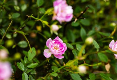 pembe çiçek gül bush yeşil arka plan üzerinde tırmanma closeup.