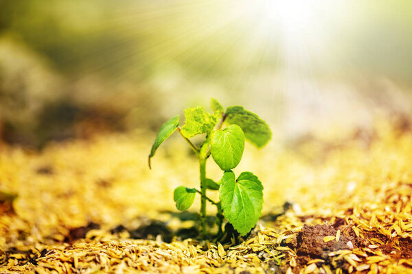 The shining seedling is growing from the rich soil to the sunlight.Image of the life.close up.