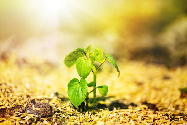 The shining seedling is growing from the rich soil to the sunlight.Image of the life.close up.