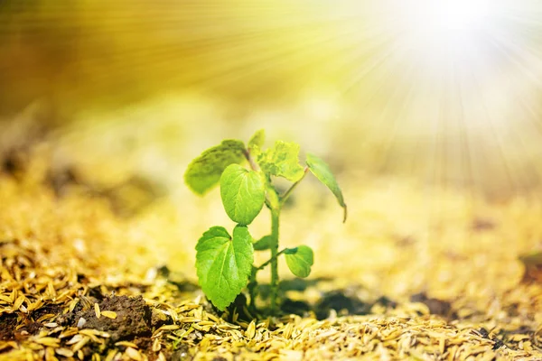 The shining seedling is growing from the rich soil to the sunlight.Image of the life.close up.