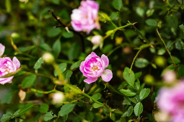 pembe çiçek gül bush yeşil arka plan üzerinde tırmanma closeup.