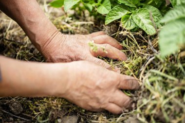 Üst düzey Çiftçi elleri yapar alanın toprak yakın çekim.