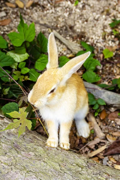 Cute Bunny Rabbit Sitting Green Garden Close — Stock Photo, Image