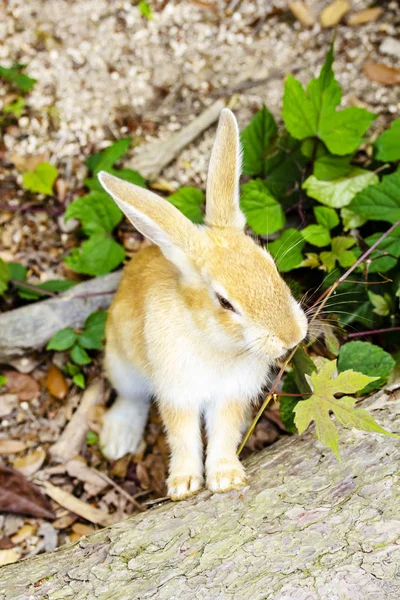 Cute Bunny Rabbit Sitting Green Garden Close — Stock Photo, Image