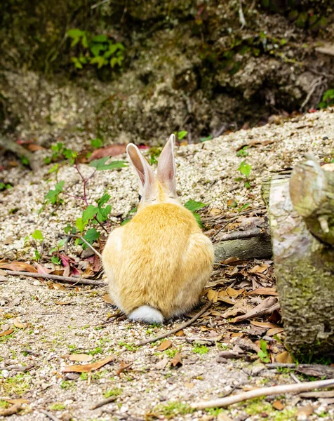 Back View Brown White Rabbit Ground — Stock Photo, Image