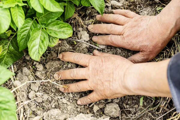 Close up of senior farmer hands makes the soil of the field.