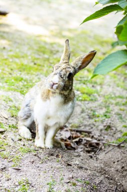 Şirin bir tavşan Kum bahçesinde oynarken. yakın çekim.