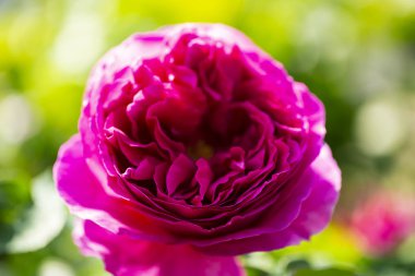 Kırmızı ya da pembe gül bahçesinde. İngilizce gül bahar season.close yeşil zemin üzerine kadar izole rozet şeklinde.