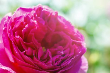 Kırmızı ya da pembe gül bahçesinde. İngilizce gül bahar season.close yeşil zemin üzerine kadar izole rozet şeklinde.