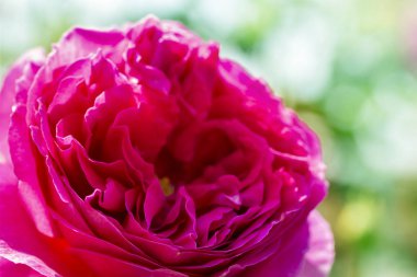 Kırmızı ya da pembe gül bahçesinde. İngilizce gül bahar season.close yeşil zemin üzerine kadar izole rozet şeklinde.