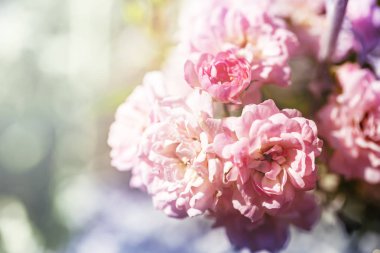 pembe çiçek gül bush renkli arka plan üzerinde tırmanma closeup.