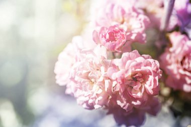 pembe çiçek gül bush renkli arka plan üzerinde tırmanma closeup.