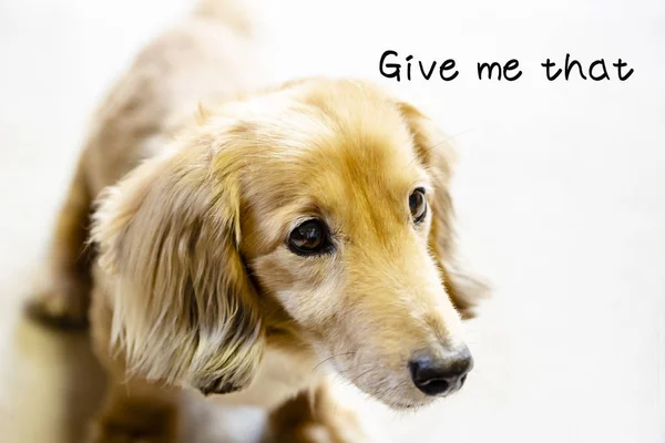 Longhair Dachshund Carpet Dog Stares Seriously Close Longhair Dachshund Carpet — стоковое фото