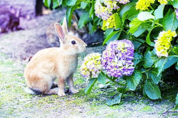 Cute Bunny Rabbit Playing Sand Hydrangea Garden Close — Stock Photo, Image