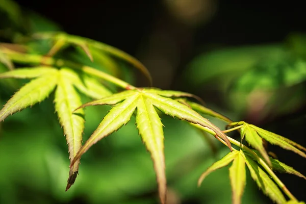 green autumn Japanese maple leaves on black background.close up.