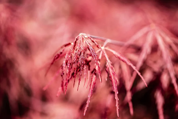 red colored autumnal tints of the rainy season.close up.