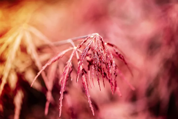 red colored autumnal tints of the rainy season.close up.