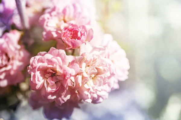 Close Van Roze Klimmen Rozenstruik Bloei Kleurrijke Achtergrond — Stockfoto