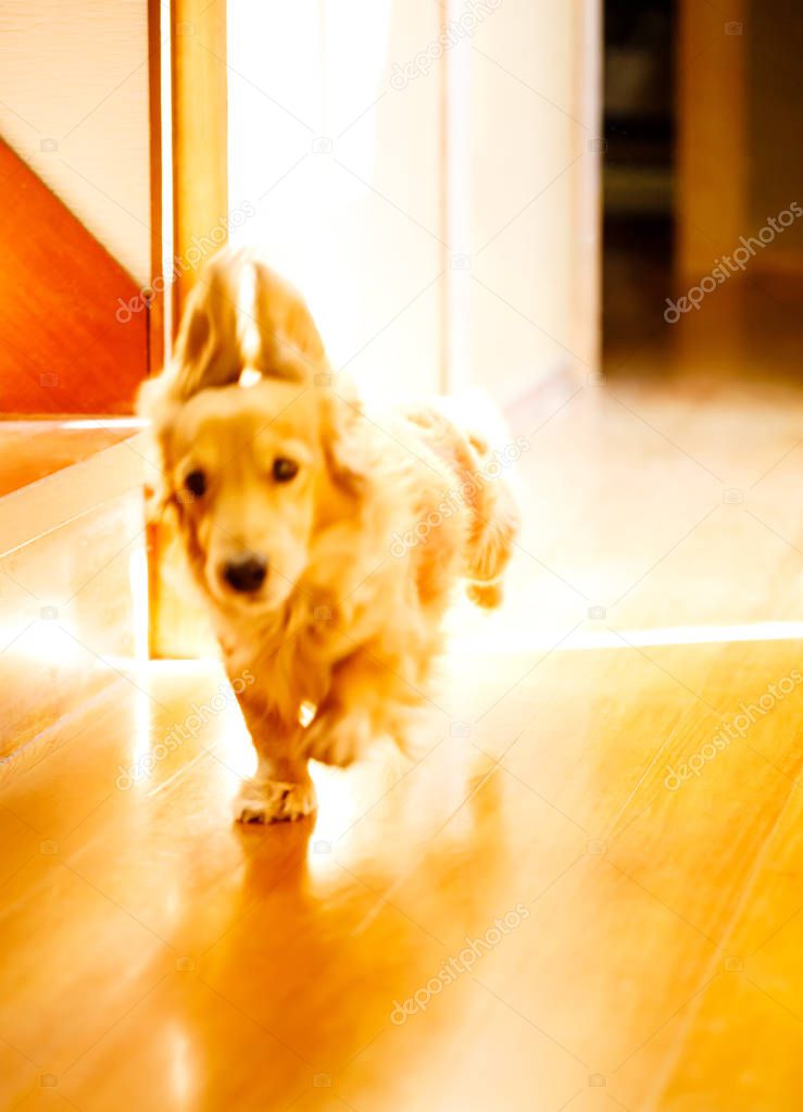 Longhair dachshund on a wooden floor.