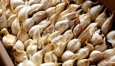 Beyaz sarımsak kazık doku. Bir sürü ortak taze karanfil sarımsak closeup fotoğraf. görüntülenen beyaz sarımsak başları.