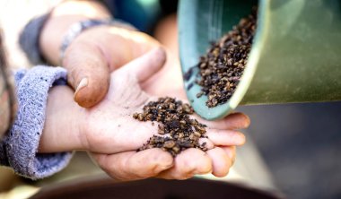 küçük çocuğun el bitki saksı bitki vardır. ve baba ya da anne