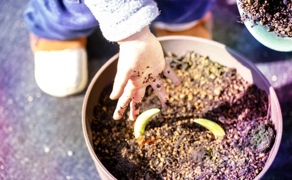 Main du petit enfant mettre la terre dans la plante en pot . — Photo