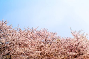 Güzel kiraz çiçeği sakura ilkbahar zamanı mavi gökyüzünde.