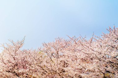Güzel kiraz çiçeği sakura ilkbahar zamanı mavi gökyüzünde.