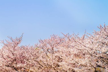 Güzel kiraz çiçeği sakura ilkbahar zamanı mavi gökyüzünde.