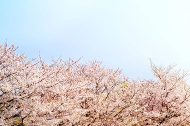 Bahar zaman içinde mavi gökyüzü içinde güzel kiraz çiçeği sakura. Tam Bloom kiraz çiçeği.