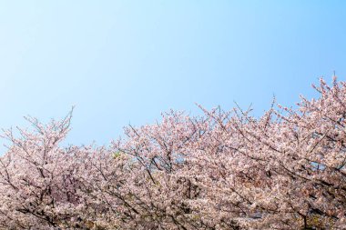 Güzel kiraz çiçeği sakura ilkbahar zamanı mavi gökyüzünde.