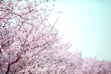 Beyaz gökyüzü ile mavi üzerinde bahar aylarında güzel kiraz çiçeği sakura.