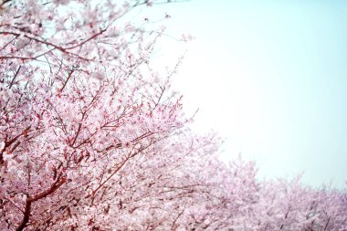 Beyaz gökyüzü ile mavi üzerinde bahar aylarında güzel kiraz çiçeği sakura.