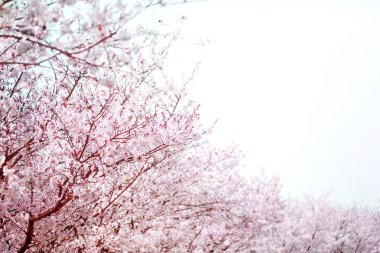 Beyaz gökyüzü üzerinde bahar zamanında güzel kiraz çiçeği sakura.