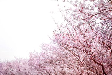 Beyaz gökyüzü üzerinde bahar zamanında güzel kiraz çiçeği sakura.