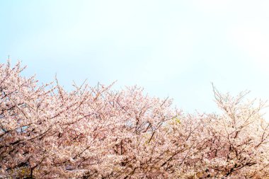 Beyaz gökyüzü ile mavi üzerinde bahar aylarında güzel kiraz çiçeği sakura.