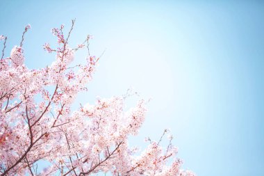 Güzel kiraz çiçeği sakura ilkbahar zamanı mavi gökyüzünde.