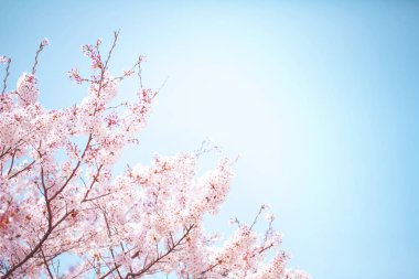 Güzel kiraz çiçeği sakura ilkbahar zamanı mavi gökyüzünde.