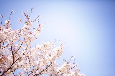 Koyu mavi gökyüzü üzerinde ilkbaharda güzel kiraz çiçeği sakura.